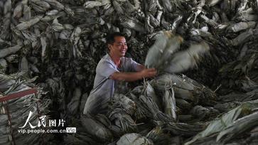 湖南常宁：小小箬叶助增收 助力乡村振兴