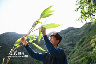 湖南常宁：小小箬叶助增收 助力乡村振兴