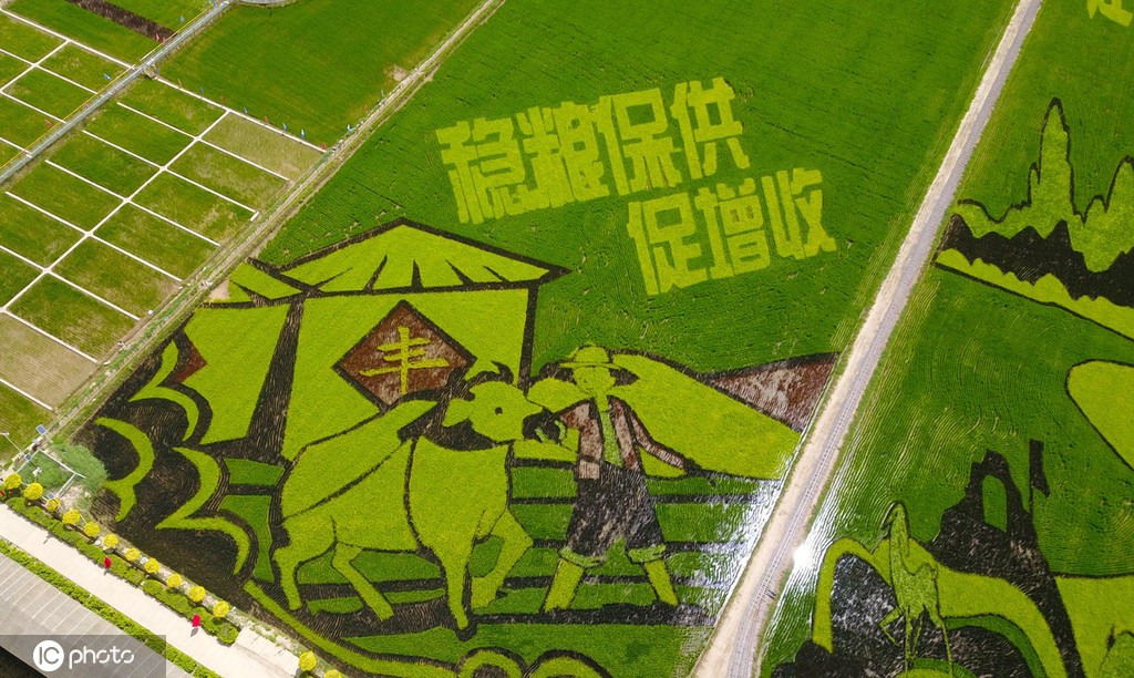 宁夏贺兰：“绘”出巨幅“稻田画”