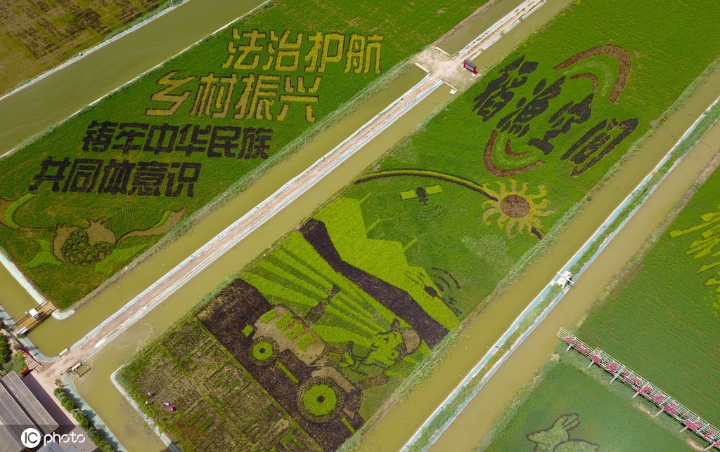 宁夏贺兰：“绘”出巨幅“稻田画”