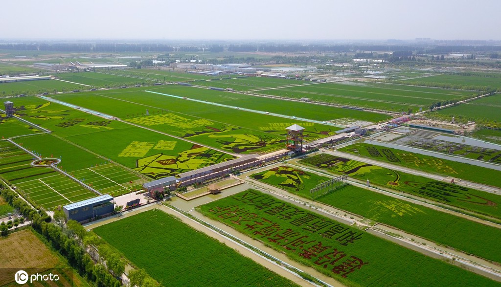 宁夏贺兰：“绘”出巨幅“稻田画”