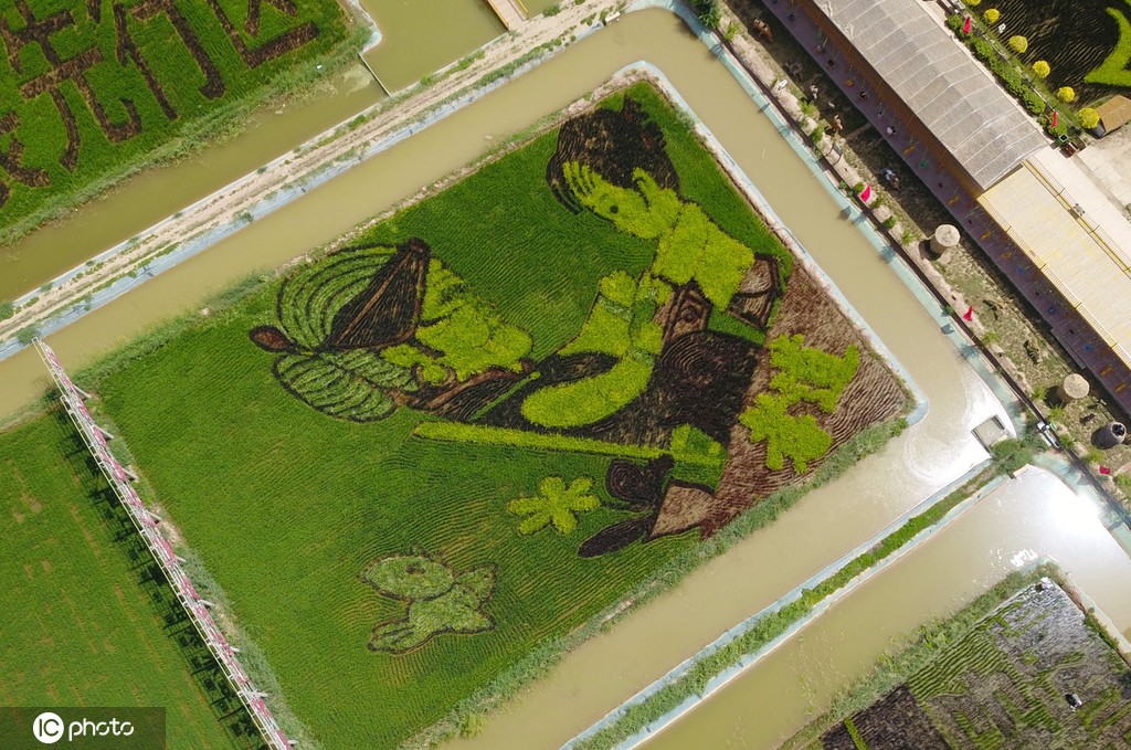 宁夏贺兰：“绘”出巨幅“稻田画”