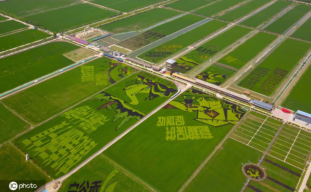 宁夏贺兰：“绘”出巨幅“稻田画”