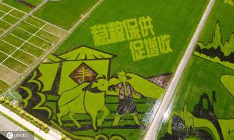 宁夏贺兰：“绘”出巨幅“稻田画”