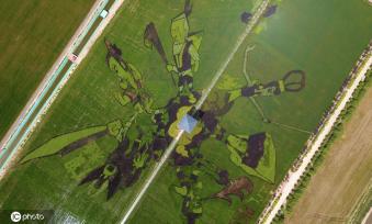 宁夏贺兰：“绘”出巨幅“稻田画”