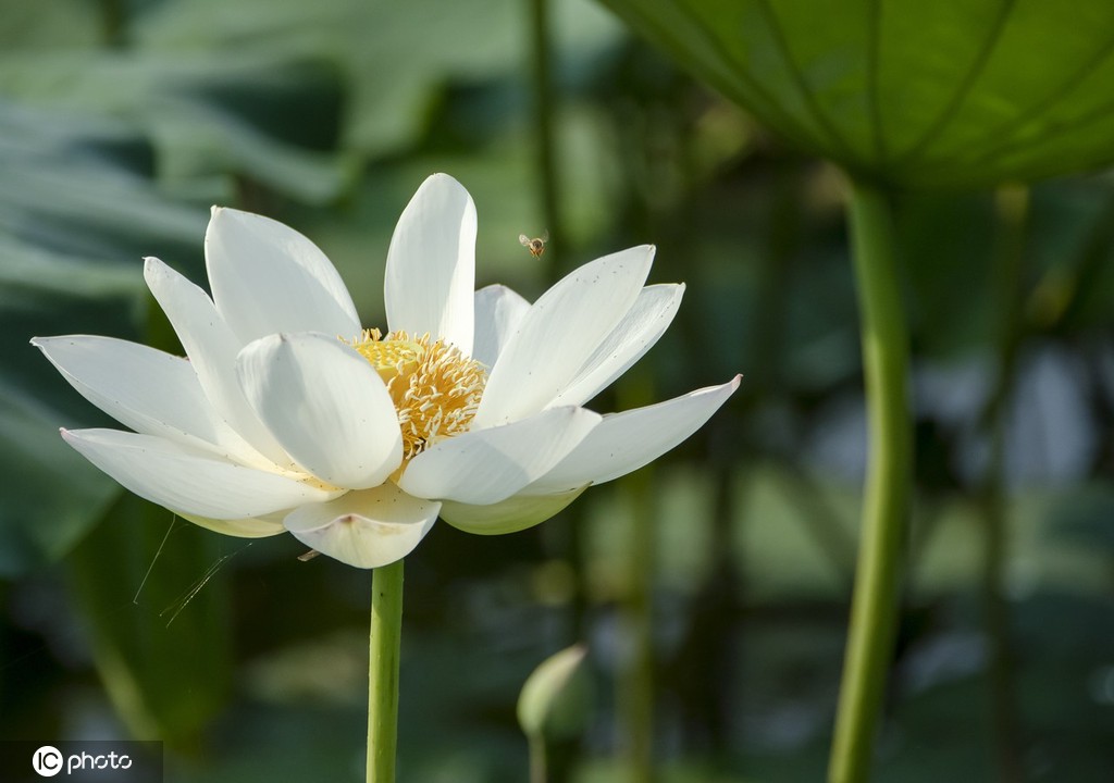 盛夏时节 四川眉山东坡区采收早熟莲藕忙