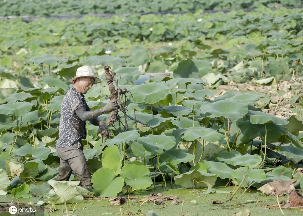 盛夏时节 四川眉山东坡区采收早熟莲藕忙