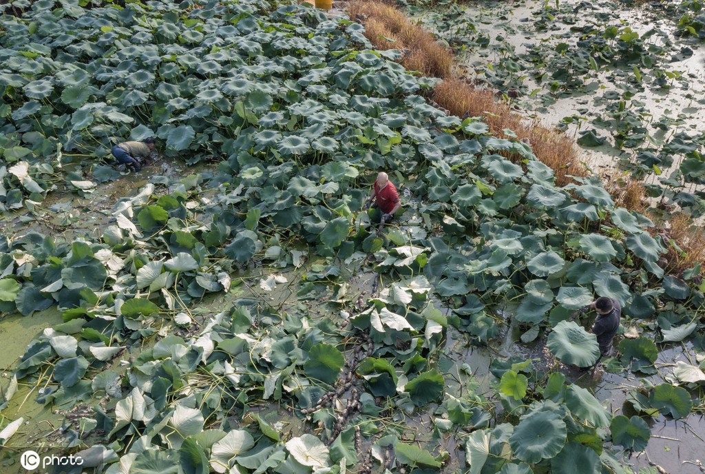 盛夏时节 四川眉山东坡区采收早熟莲藕忙