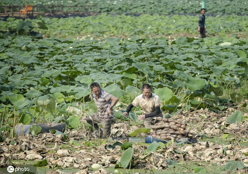 盛夏时节 四川眉山东坡区采收早熟莲藕忙