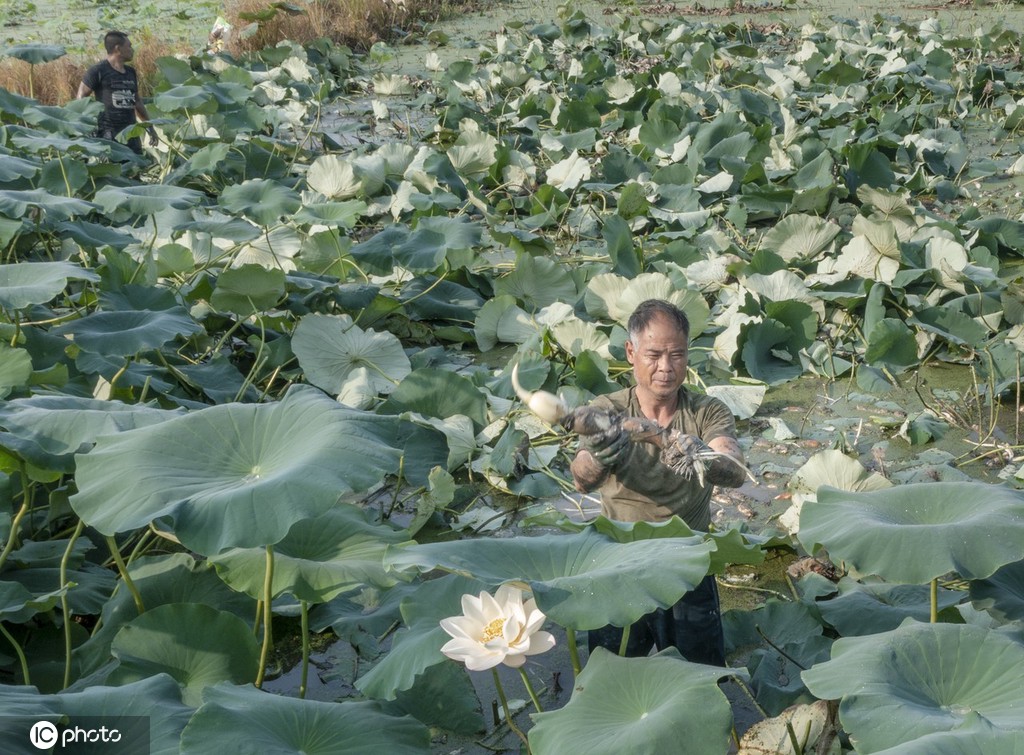 盛夏时节 四川眉山东坡区采收早熟莲藕忙