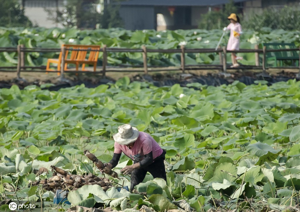 盛夏时节 四川眉山东坡区采收早熟莲藕忙