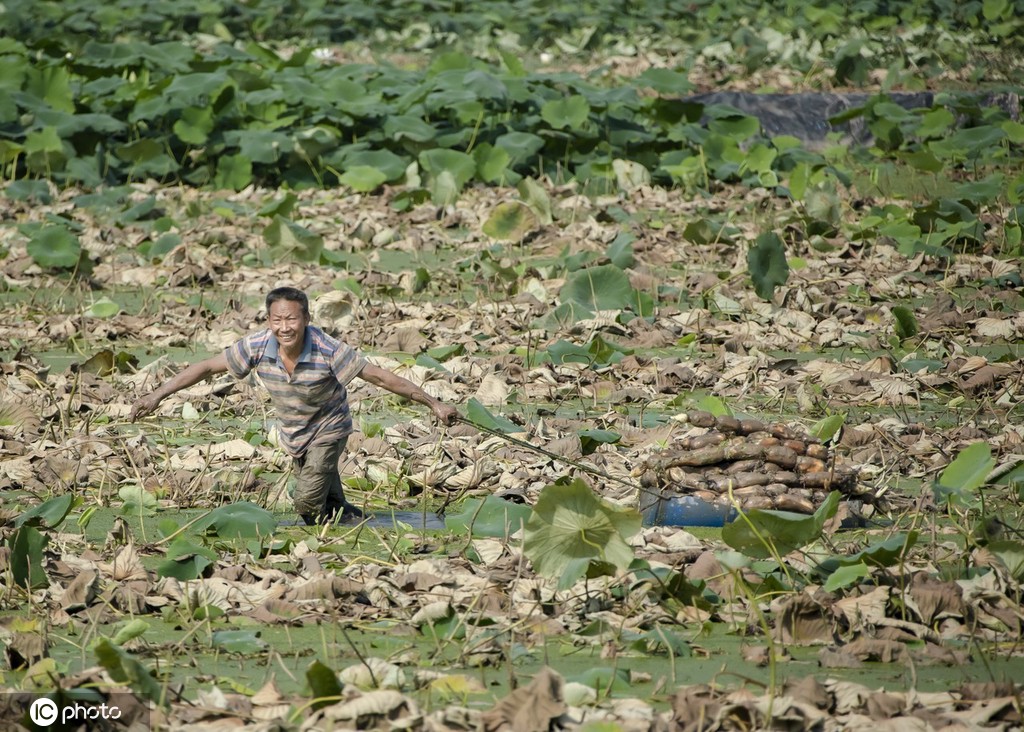 盛夏时节 四川眉山东坡区采收早熟莲藕忙