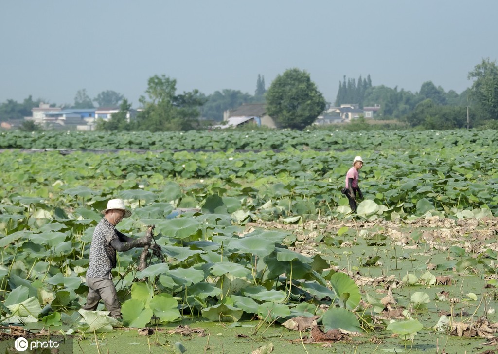 盛夏时节 四川眉山东坡区采收早熟莲藕忙
