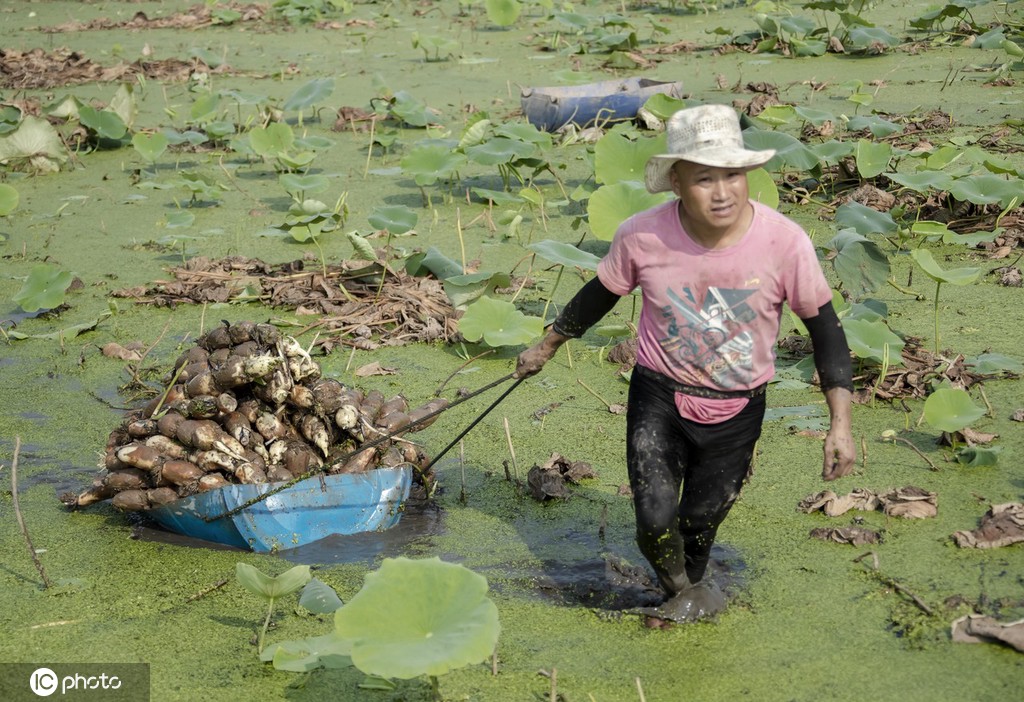 盛夏时节 四川眉山东坡区采收早熟莲藕忙