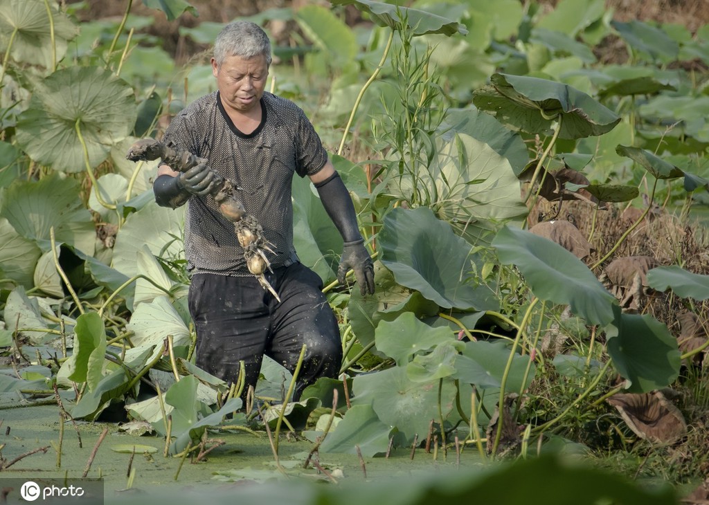 盛夏时节 四川眉山东坡区采收早熟莲藕忙