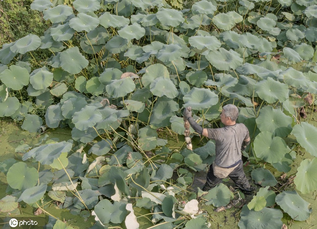 盛夏时节 四川眉山东坡区采收早熟莲藕忙