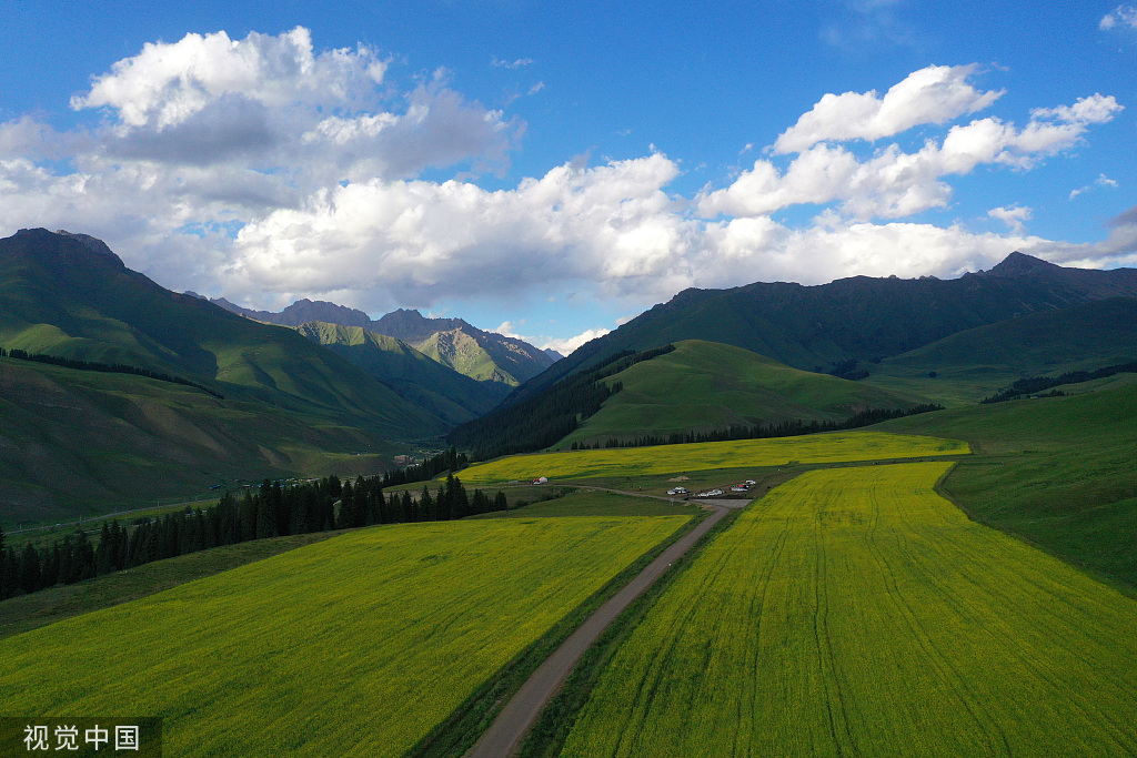 新疆巴州万亩油菜花盛开