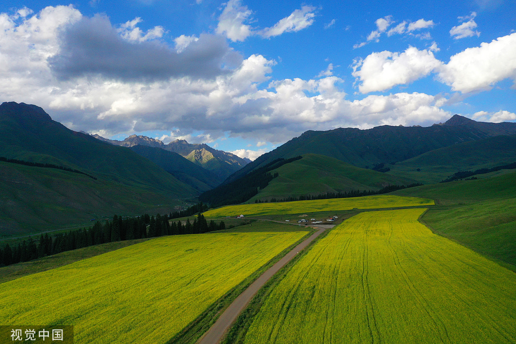 新疆巴州万亩油菜花盛开