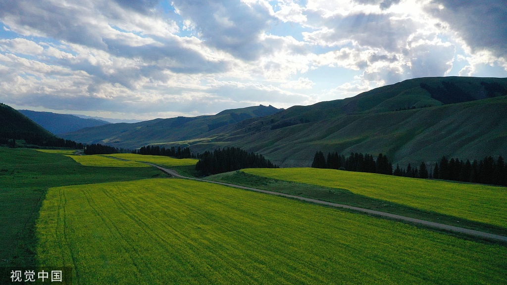 新疆巴州万亩油菜花盛开