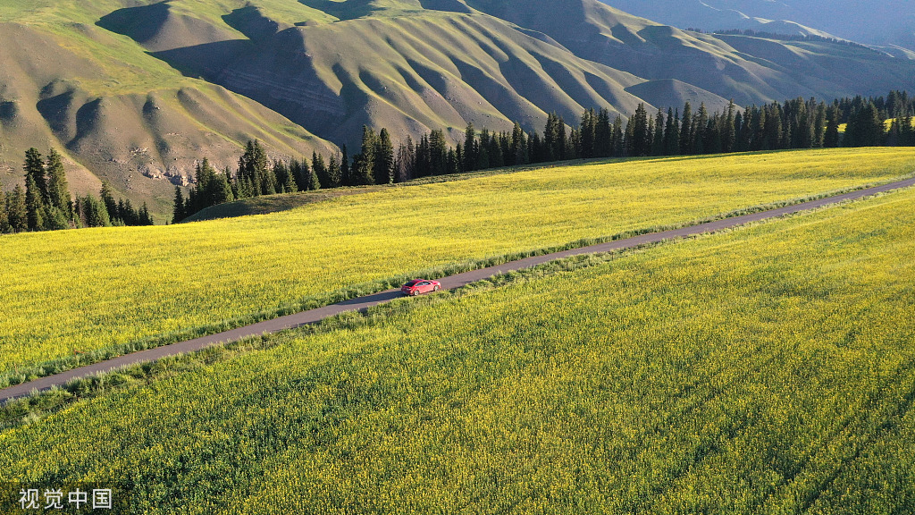 新疆巴州万亩油菜花盛开