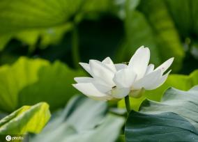 盛夏时节 四川眉山东坡区采收早熟莲藕忙