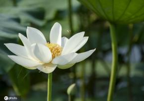 盛夏时节 四川眉山东坡区采收早熟莲藕忙