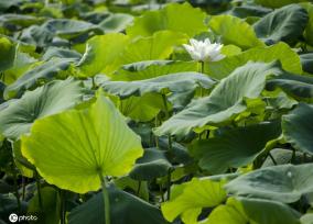 盛夏时节 四川眉山东坡区采收早熟莲藕忙