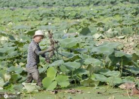 盛夏时节 四川眉山东坡区采收早熟莲藕忙