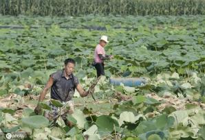 盛夏时节 四川眉山东坡区采收早熟莲藕忙