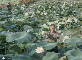 盛夏时节 四川眉山东坡区采收早熟莲藕忙