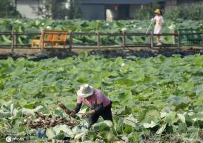 盛夏时节 四川眉山东坡区采收早熟莲藕忙
