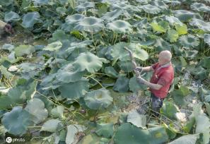 盛夏时节 四川眉山东坡区采收早熟莲藕忙