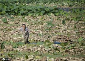 盛夏时节 四川眉山东坡区采收早熟莲藕忙