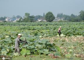盛夏时节 四川眉山东坡区采收早熟莲藕忙