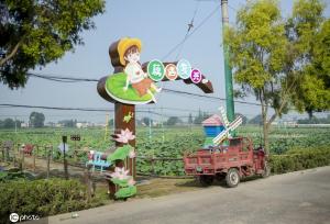 盛夏时节 四川眉山东坡区采收早熟莲藕忙