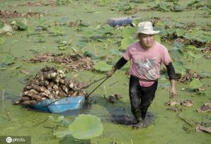 盛夏时节 四川眉山东坡区采收早熟莲藕忙