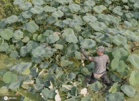 盛夏时节 四川眉山东坡区采收早熟莲藕忙
