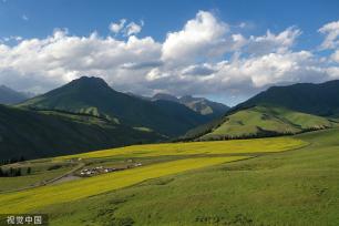 新疆巴州万亩油菜花盛开