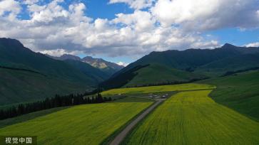 新疆巴州万亩油菜花盛开