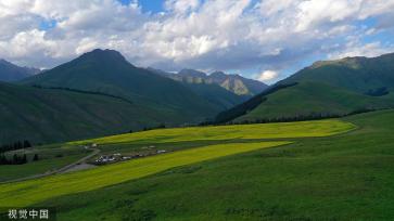 新疆巴州万亩油菜花盛开