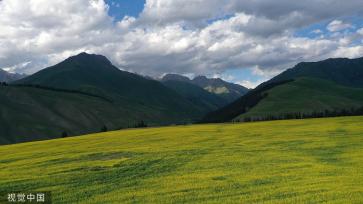新疆巴州万亩油菜花盛开