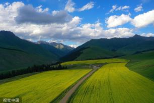 新疆巴州万亩油菜花盛开