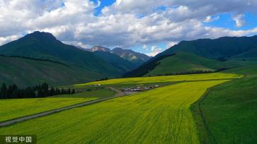 新疆巴州万亩油菜花盛开