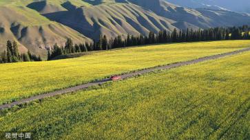 新疆巴州万亩油菜花盛开