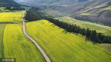 新疆巴州万亩油菜花盛开