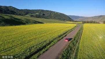 新疆巴州万亩油菜花盛开