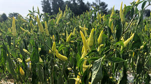 数字赋能、“云”种辣椒，遵义这个基地不简单