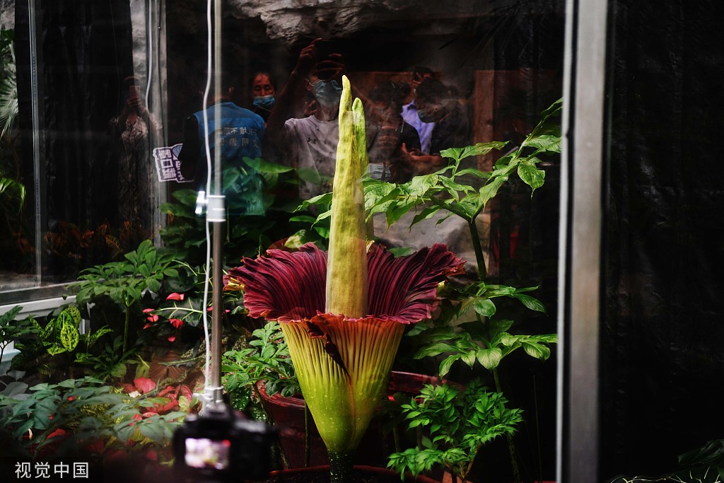 北京：濒危旗舰植物巨魔芋绽放国家植物园