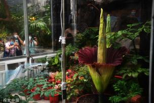 北京：濒危旗舰植物巨魔芋绽放国家植物园