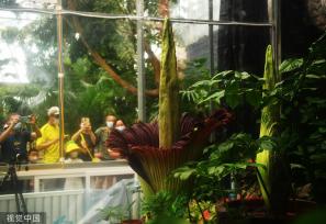 北京：濒危旗舰植物巨魔芋绽放国家植物园